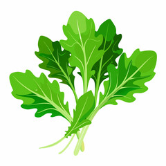 Fototapeta premium Flat vector image of fresh arugula leaves, shown whole and in bunches, on a white background.