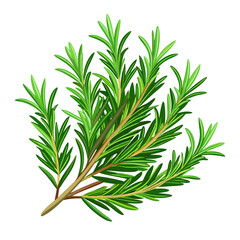 Fototapeta premium Flat vector image of fresh rosemary herb with green needle-like leaves, shown as a sprig, on a white background.