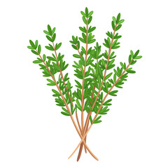 Fototapeta premium Flat vector image of fresh thyme herb with green leaves, shown whole and in bunches, on a white background.