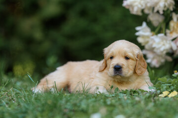 small incredibly beautiful newborn golden labrador retriever puppy one month old in the park with a peony flower