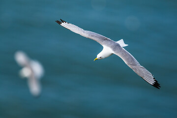 Black-legged Kittiwake, Rissa tridactyla, birds in flight over cliffs, Bempton Cliffs, North Yorkshire, England