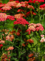 Red Common yarrow, or cut grass ( Latin Achillea millefolium ) is a perennial herbaceous plant