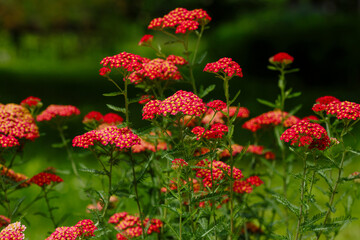Fototapeta premium Red Common yarrow, or cut grass ( Latin Achillea millefolium ) is a perennial herbaceous plant