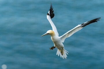 Northern Gannet, Morus bassanus, birds in flight over cliffs, Bempton Cliffs, North Yorkshire, England