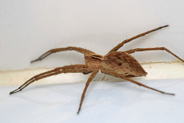 agelena labyrinthica spider macro photo