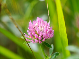 河川敷に咲いたムラサキツメクサの花