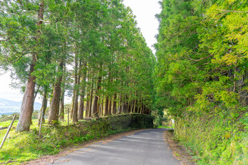 Road surrounded by trees with green leaves. São Jorge Island-Azores-Portugal.