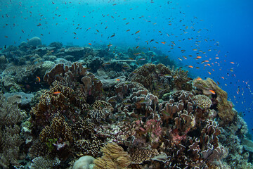 Colorful fish and healthy corals cover a reef slope on a remote island in the Forgotten Islands of Indonesia. This beautiful region harbors extraordinary marine biodiversity.