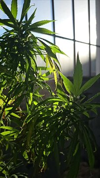 marijuana plants in sunshine