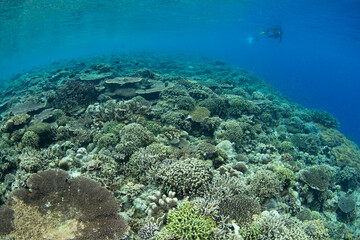 Colorful fish and healthy corals cover a reef slope on a remote island in the Forgotten Islands of Indonesia. This beautiful region harbors extraordinary marine biodiversity.