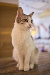 Felidae sitting on wooden chair on table, with fawn fur and whiskers