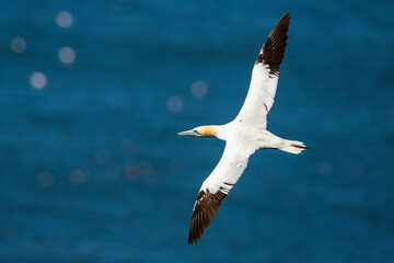 Northern Gannet, Morus bassanus, birds in flight over cliffs, Bempton Cliffs, North Yorkshire, England