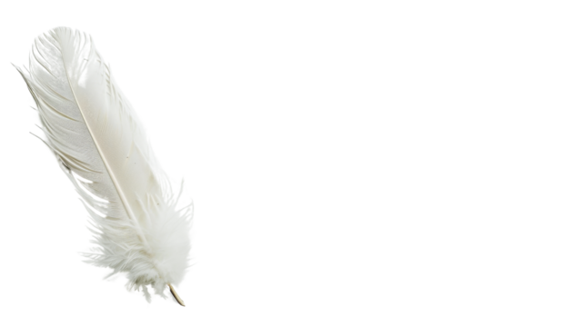 White feather on white background 