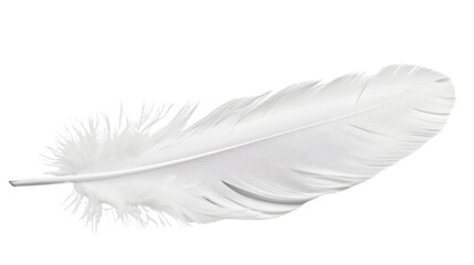 White feather on white background 