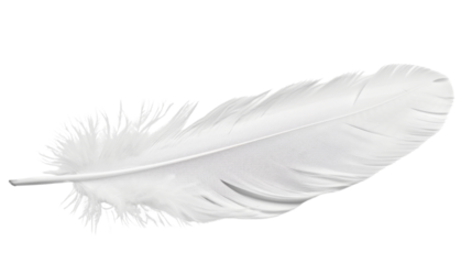 White feather on white background 