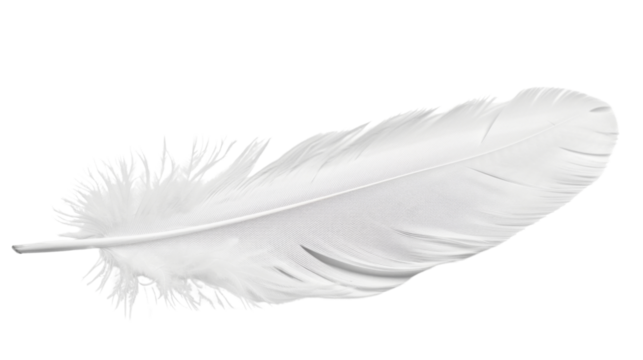 White feather on white background 