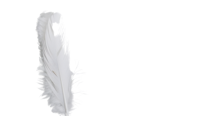 White feather on white background 