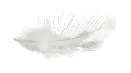 Obraz premium White feather on white background 