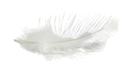 White feather on white background 