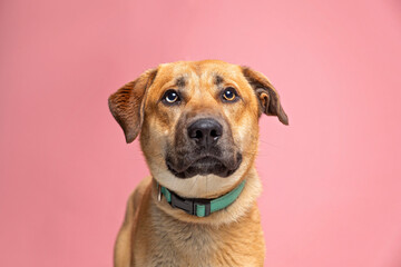 cute dog on an isolated background in a studio shot