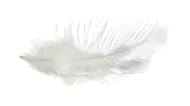 White feather on white background 
