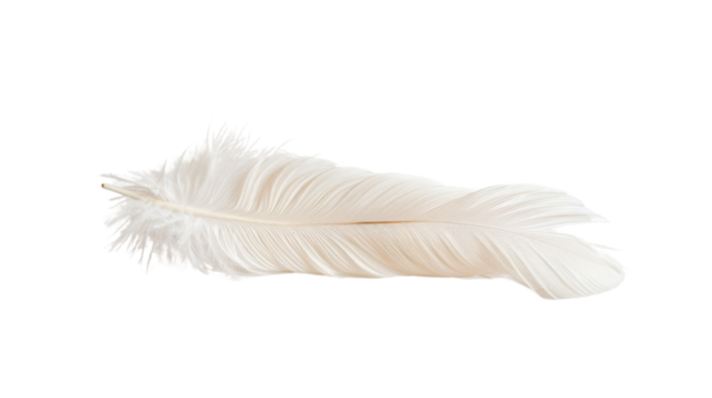 White feather on white background 