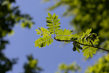piccolo ramo con foglie verdi in primo piano, alberi verdi e cielo azzurro sfuocati sullo sfondo