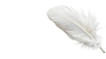 White feather on white background 