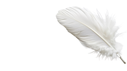 White feather on white background 