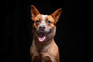 cute dog on an isolated background in a studio shot