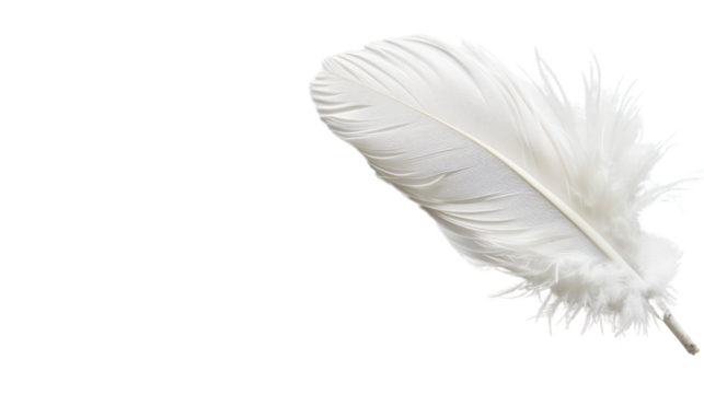 White feather on white background 