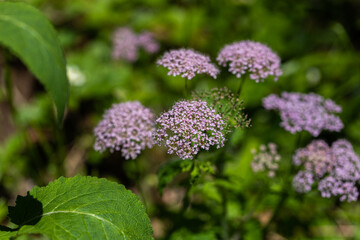 pianta con tanti piccoli fiori di color rosa in mezzo alla vegetazione verde, di giorno, in estate