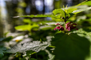 piante di ortica in un bosco di montagna, di giorno, in primavera