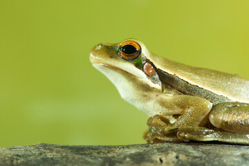 Montevideo Treefrog, Hyla Pulchela,  La Pampa, Patagonia,Argentina.