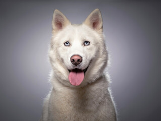 cute dog on an isolated background in a studio shot