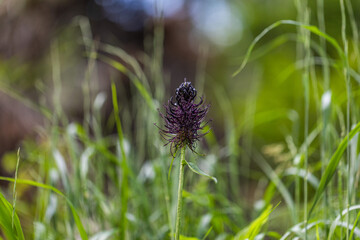 inquadratura macro di un fiore color viola scuro in un prato, di giorno, in estate
