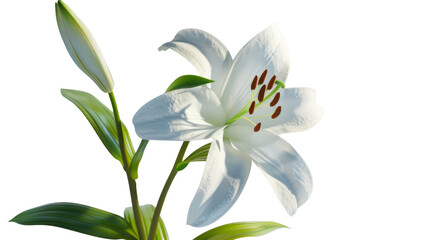 Fototapeta premium White lily head on white background 