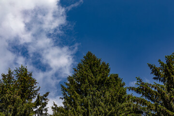 alti alberi verdi in un bosco di montagna, visti dal basso, di giorno, in primo piano guardando verso il cielo azzurro sullo sfondo e con alcune nuvole leggere bianche e grigie