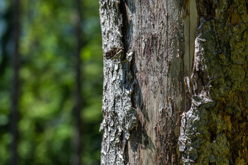 Obraz premium dettagli di un tronco e della corteccia superficiale di un albero dalle sfumature di colore grigio, su sfondo verde sfuocato
