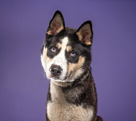 Obraz premium cute dog on an isolated background in a studio shot