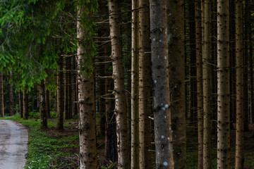 Obraz premium bosco di abeti in montagna vicino ad una strada, di pomeriggio, in estate