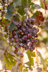 Close-up of grapes growing. Europe, Greece, Crete.