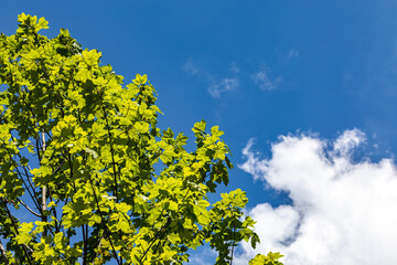 foglie verdi sui rami della chioma splendente di un albero alto, illuminato dal sole, di giorno, in estate, sotto un cielo azzurro con una nuvola bianca © PhotoMet