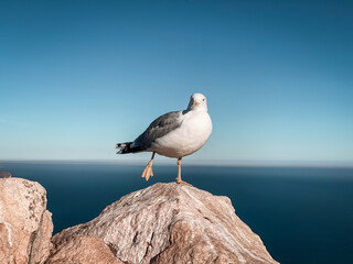 Möwe am Penon de Ifach: Ein Blick über die Wolken
