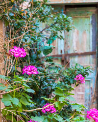 Europe, Greece, Crete, Chania harbor, old town. Pink ivy geranium flower.