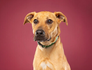 cute dog on an isolated background in a studio shot