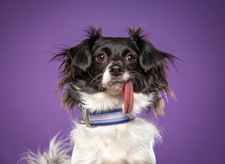 cute dog on an isolated background in a studio shot
