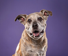 cute dog on an isolated background in a studio shot