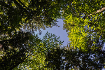 Fototapeta premium folte chiome verdi di alti alberi in un bosco di montagna, viste dal basso, illuminate dal sole, sotto un cielo azzurro
