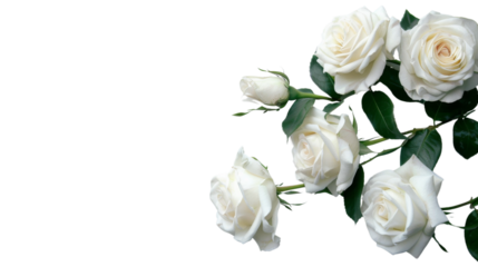 White roses on white background